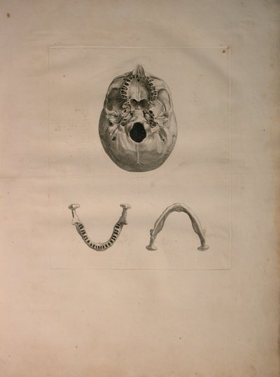 Albinus II, Pl. II, Skull, illustration from 